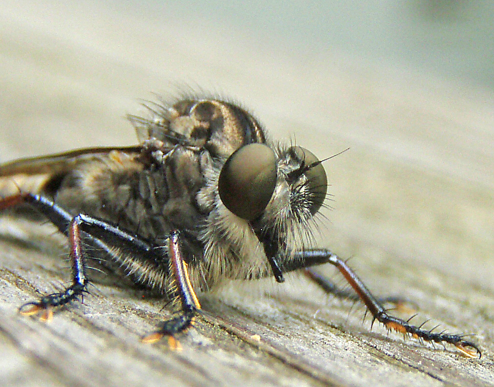 close-up view of an Asilid (robber fly), with bulging eyes, long facial 
bristles, and yellow tarsal pads