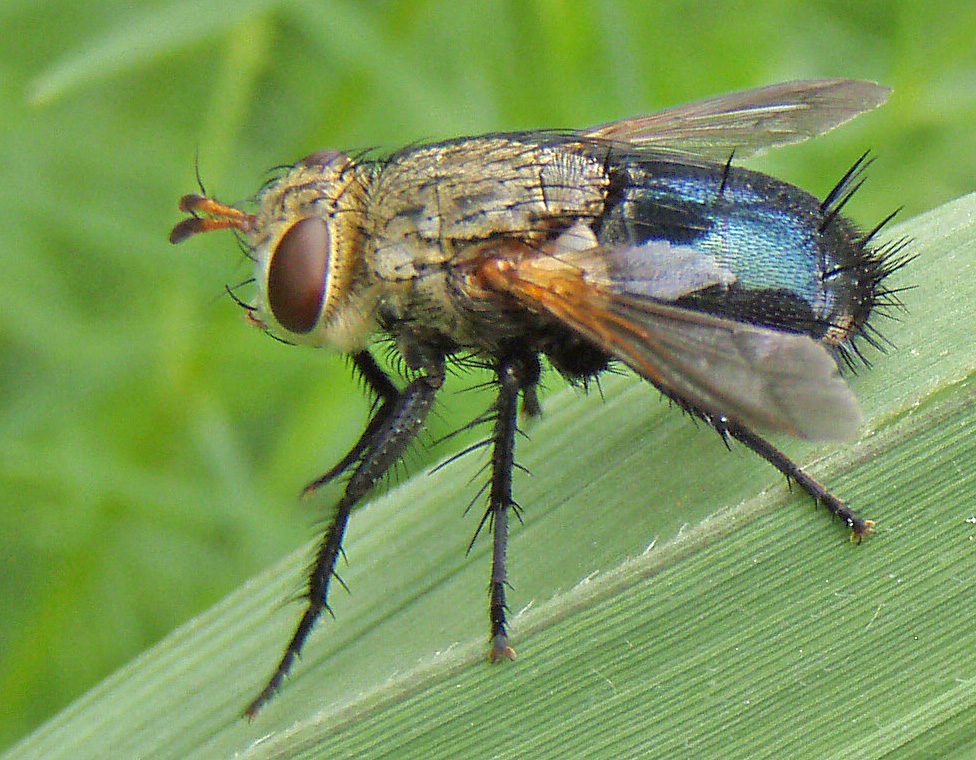 close-up view of Tachinid (bristle fly), with russet eyes and iridescent abdomen