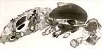 micrograph of longitudinal 
            section of Drosophila