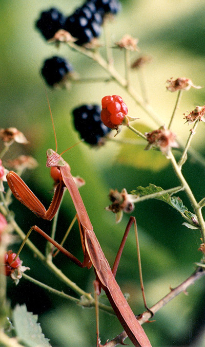 praying mantis among blackberries